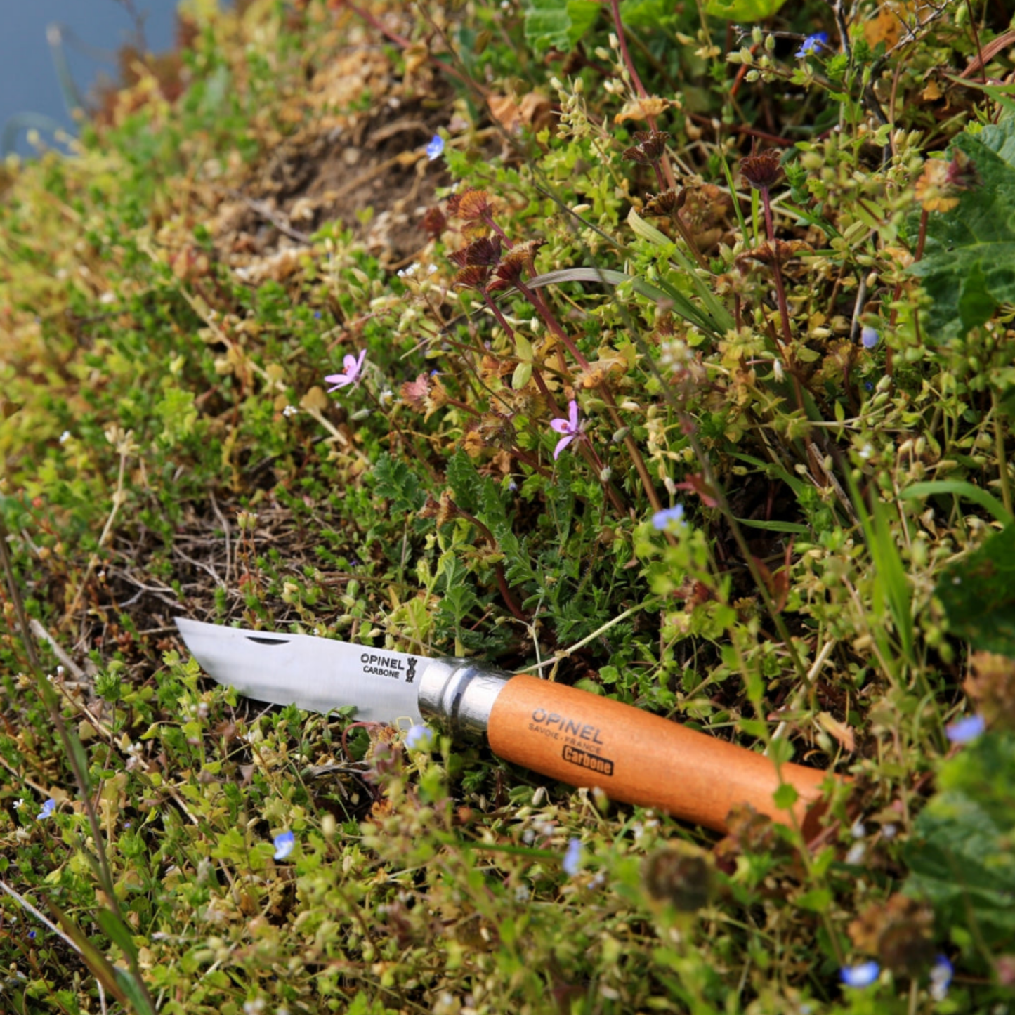 Opinel Traditional Folding Knife No6 Carbon Steel Beech outside in patch of weeds and flowers