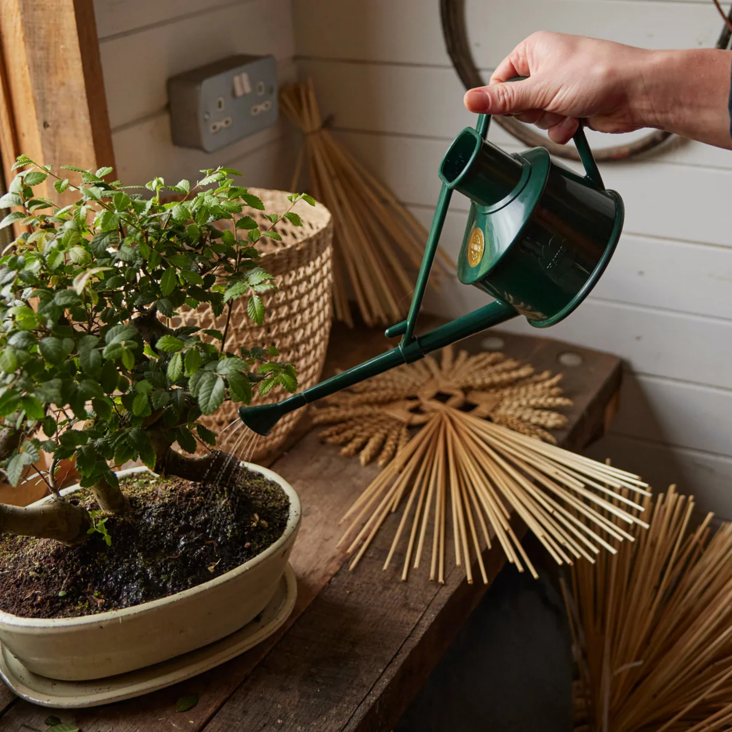 Hand pouring watering can over bonsai tree on coffee table.