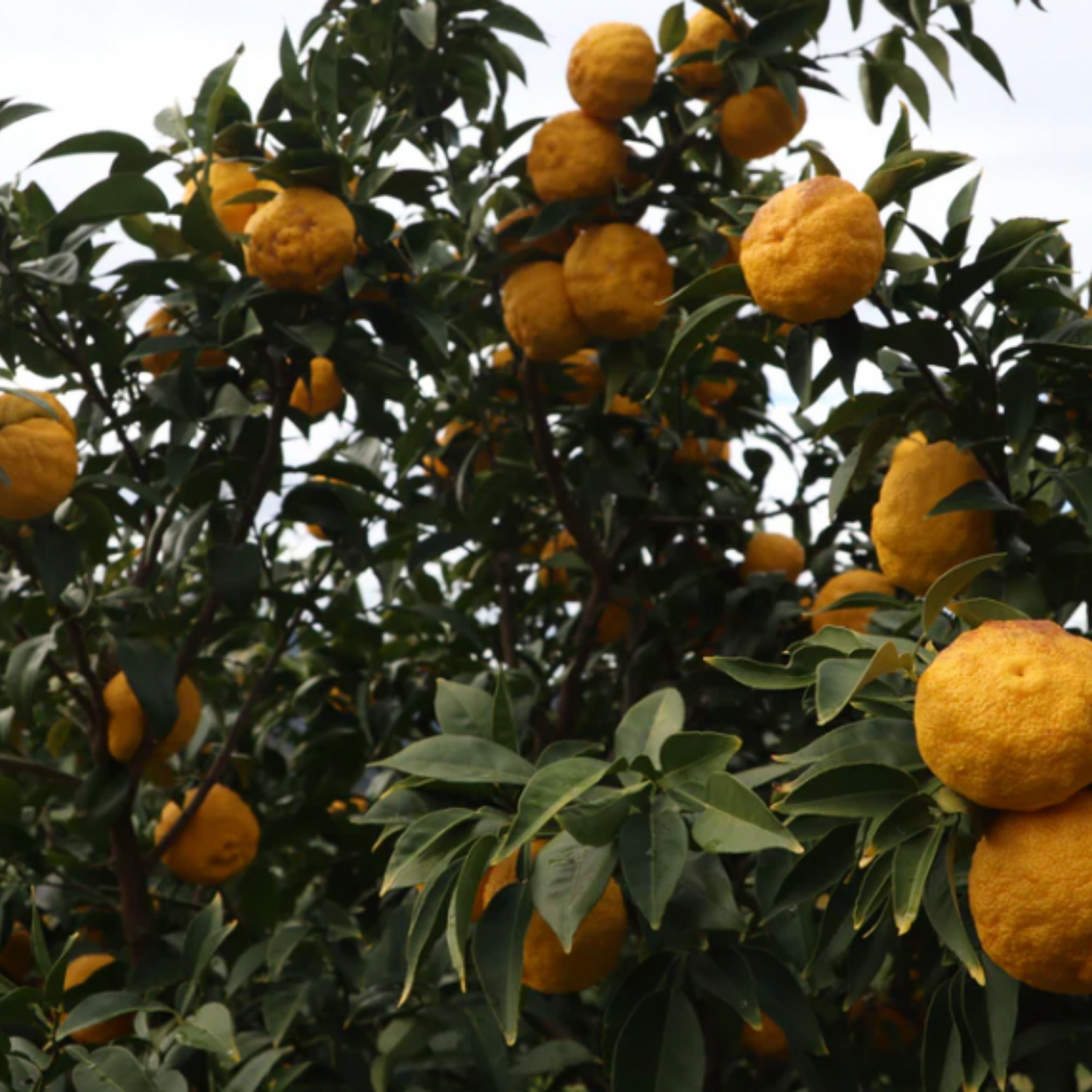 Close up of yuzu tree with fruit