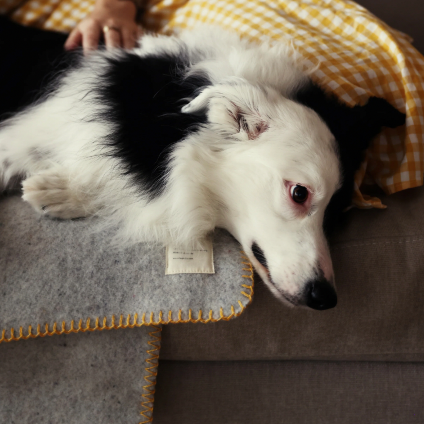 Woman lying down with dog on pet blanket close up
