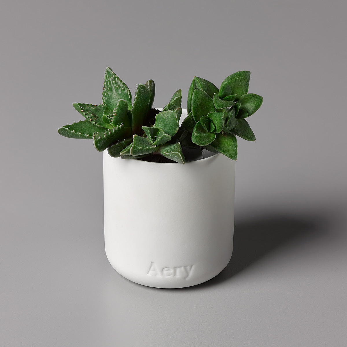 Aery Nordic Cedar 280gm candle from the Fernweh collection potted with succulents