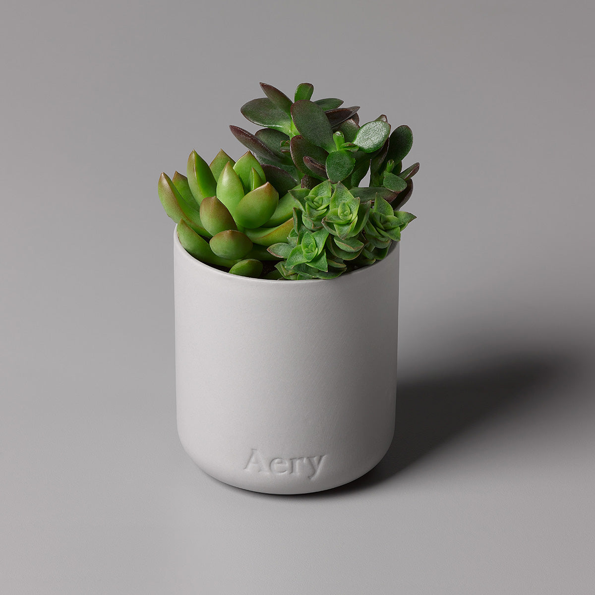 Aery Persian Thyme 280gm candle from the Fernweh collection potted with succulents