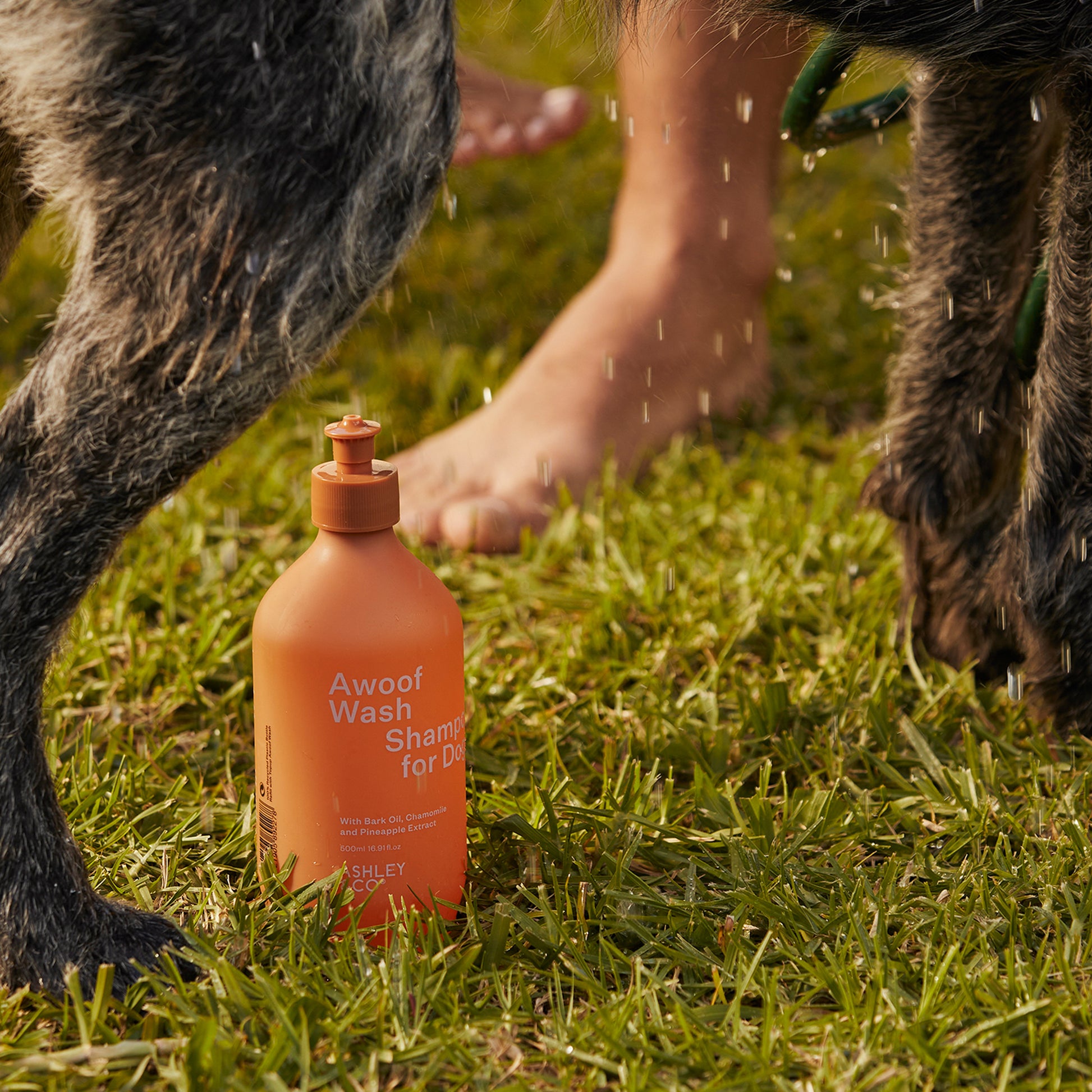 Close up of a dog being washed with Ashley and Co 'Awoof Wash' dog wash.