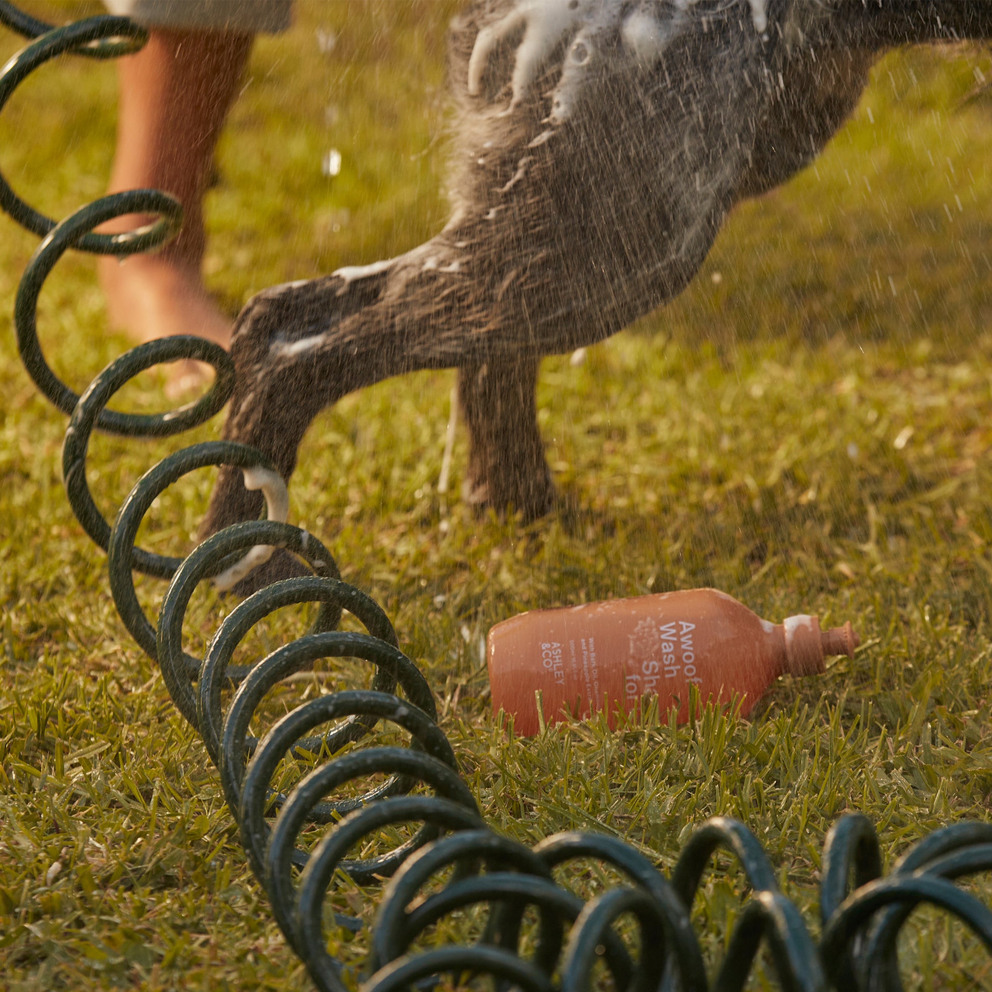 A dog being washed with Ashley and Co 'Awoof Wash' dog wash.