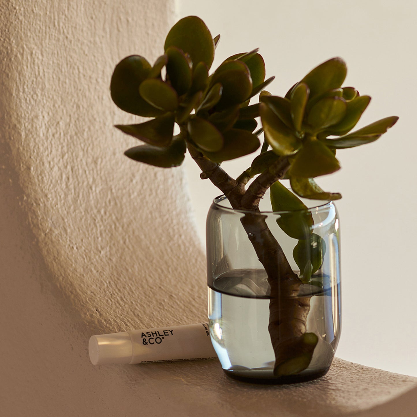 Ashley and Co 'Lip Punch' intensive lip balm placed next to a vase containing a succulent plant.