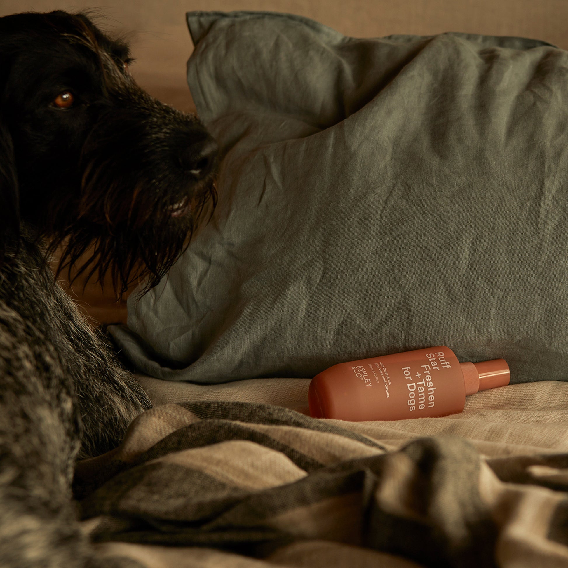 A dog sitting next to a bottle of Ashley and Co 'Ruff Star' dog spray.