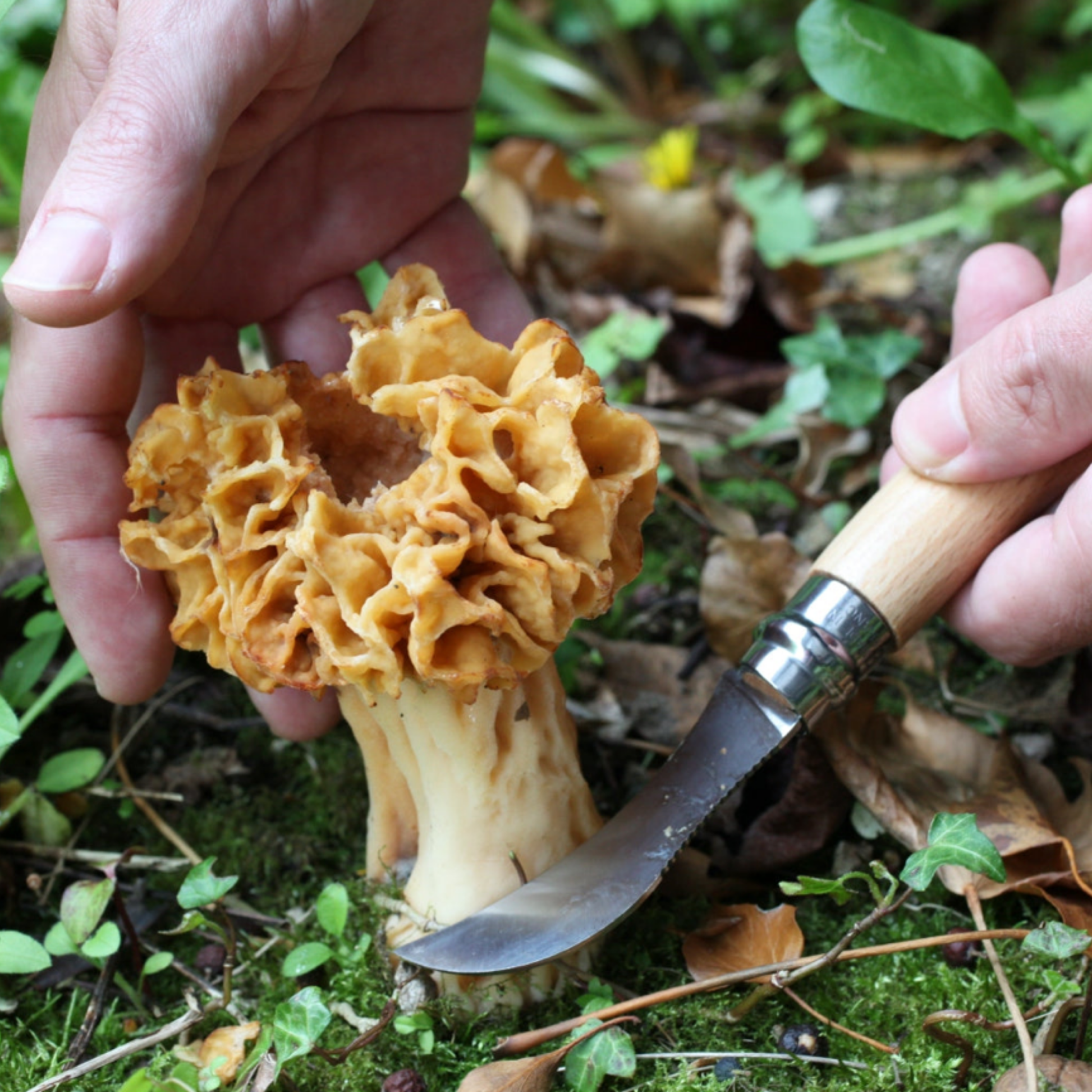 Man foraging with Opinel Mushroom Knife No8 SS cutting base of mushroom with knife