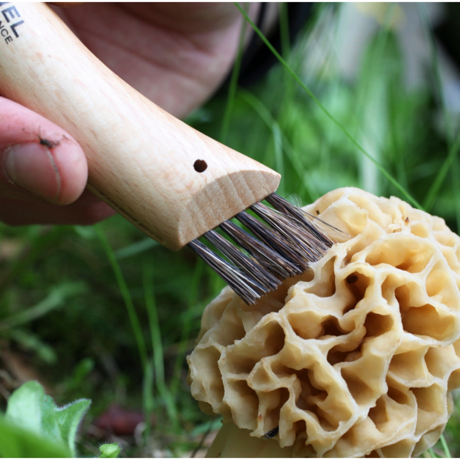 Man using Opinel Mushroom Knife No8 SS brudh end to clean mushroom 