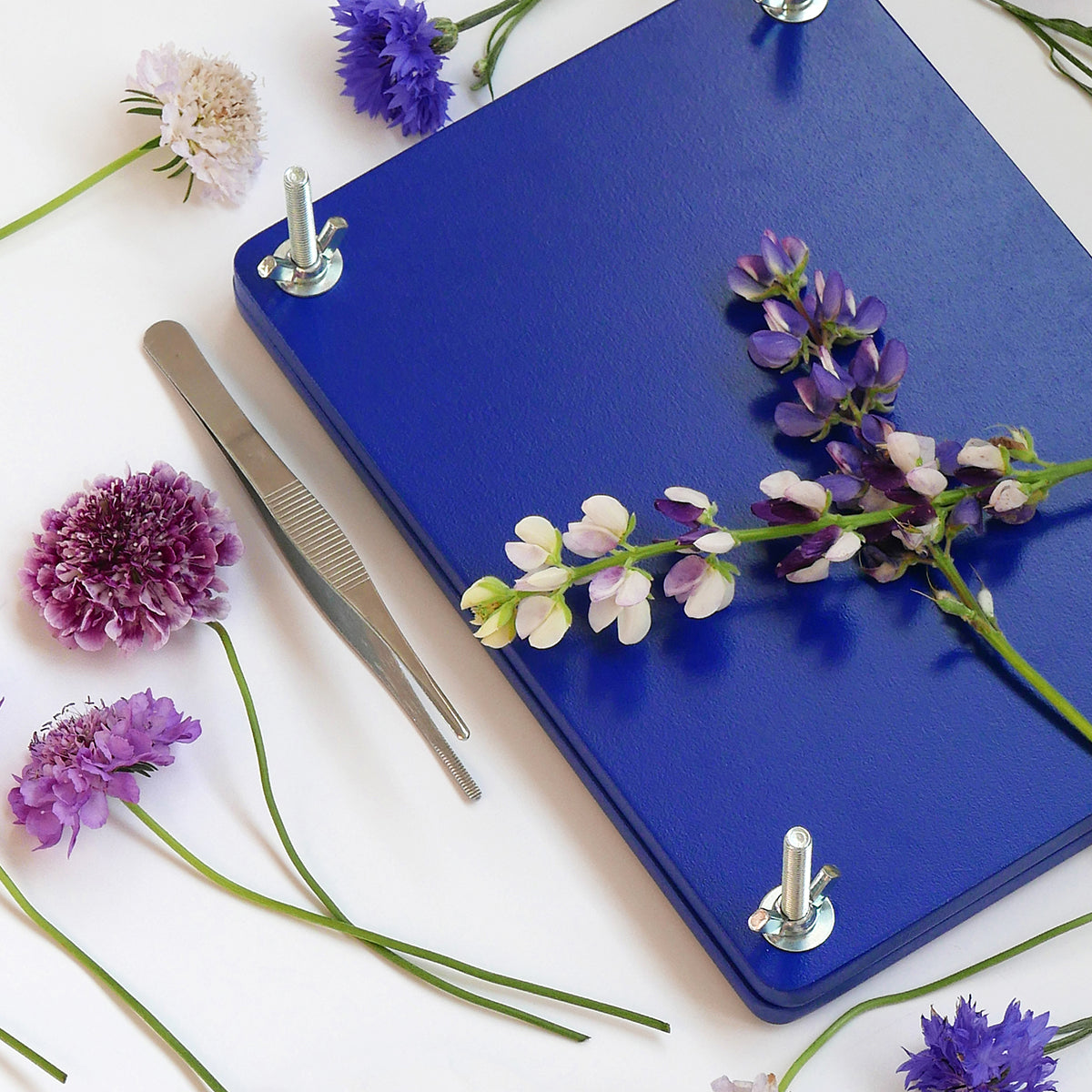 Royal blue Printworks flower press kit with flowers on and around on white background