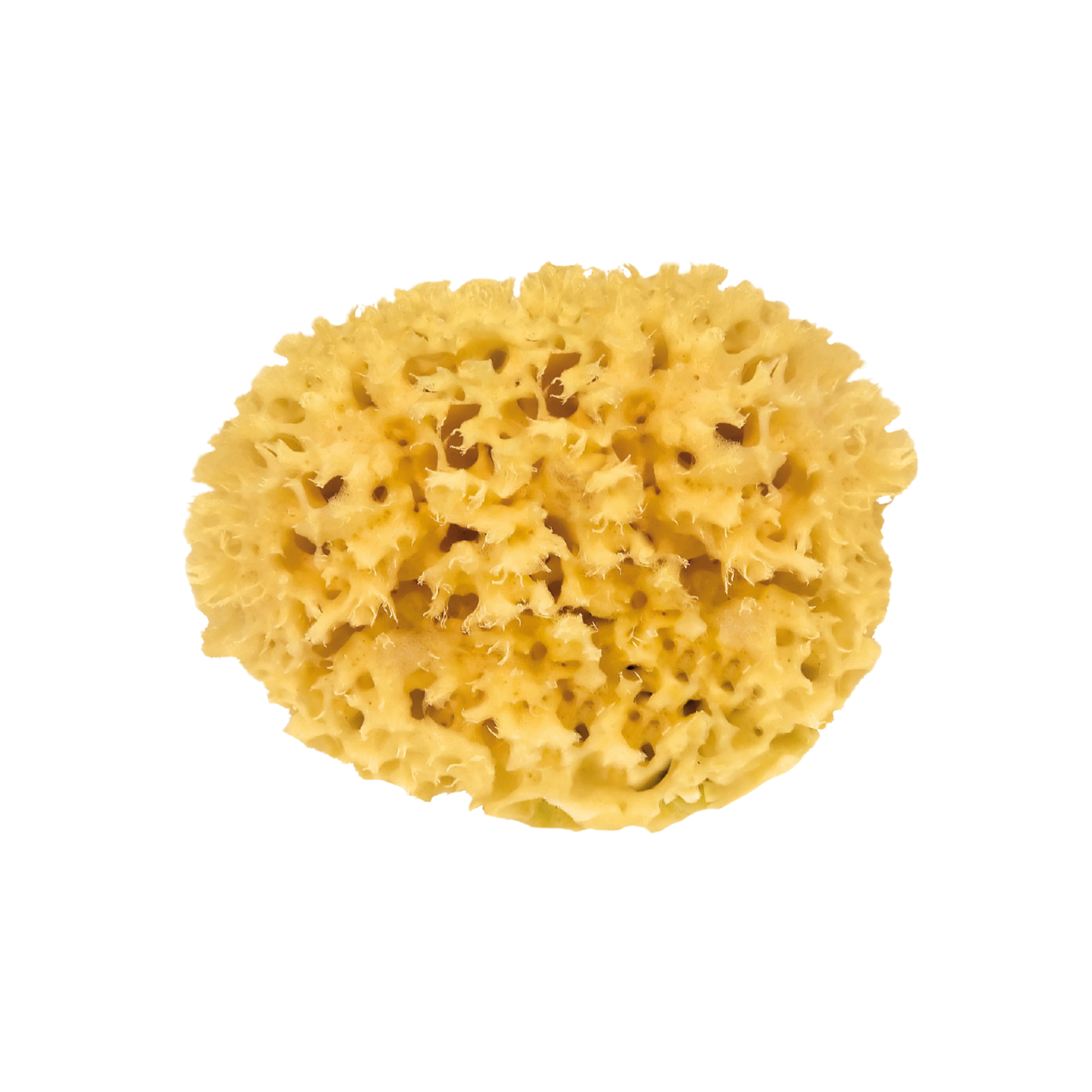 Croll and Denecke sponge unpackaged