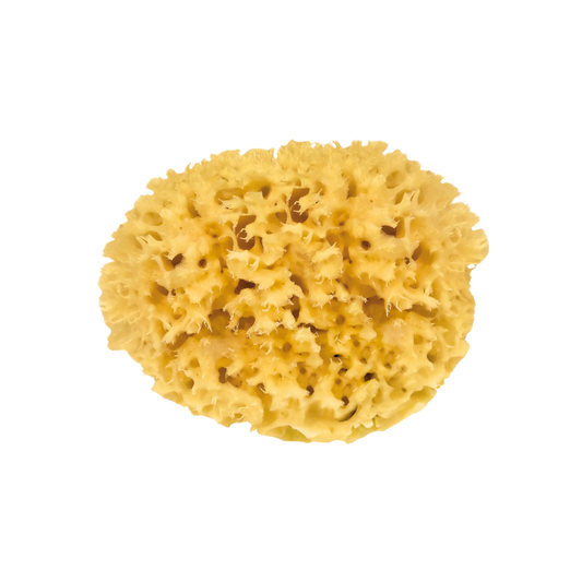 Croll and Denecke sponge unpackaged