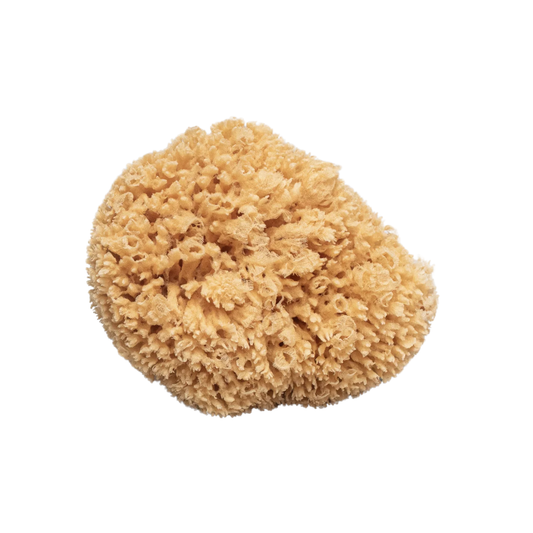 Croll and Denecke sponge unpackaged