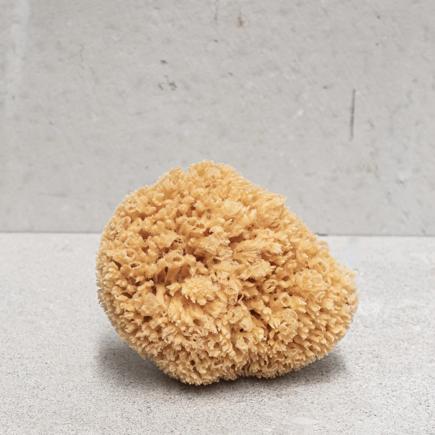 Croll and Denecke sponge on concrete table close up 