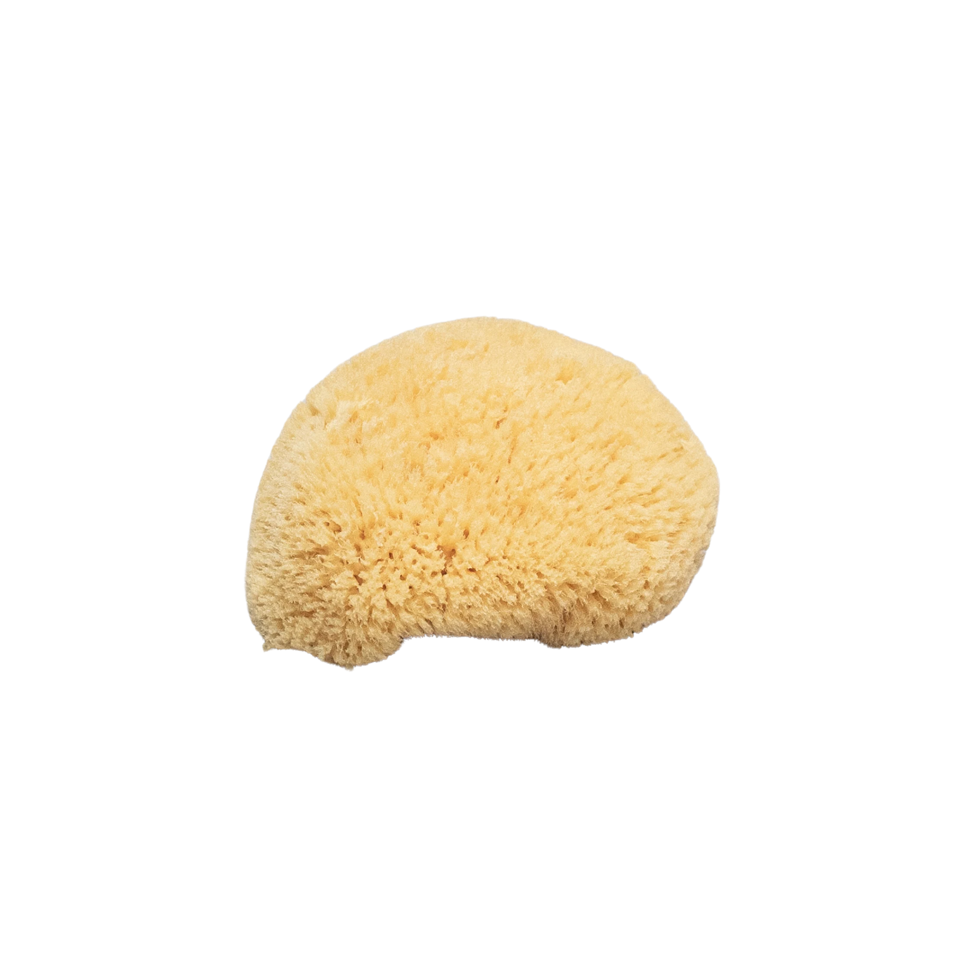 Croll and Denecke sponge unpackaged