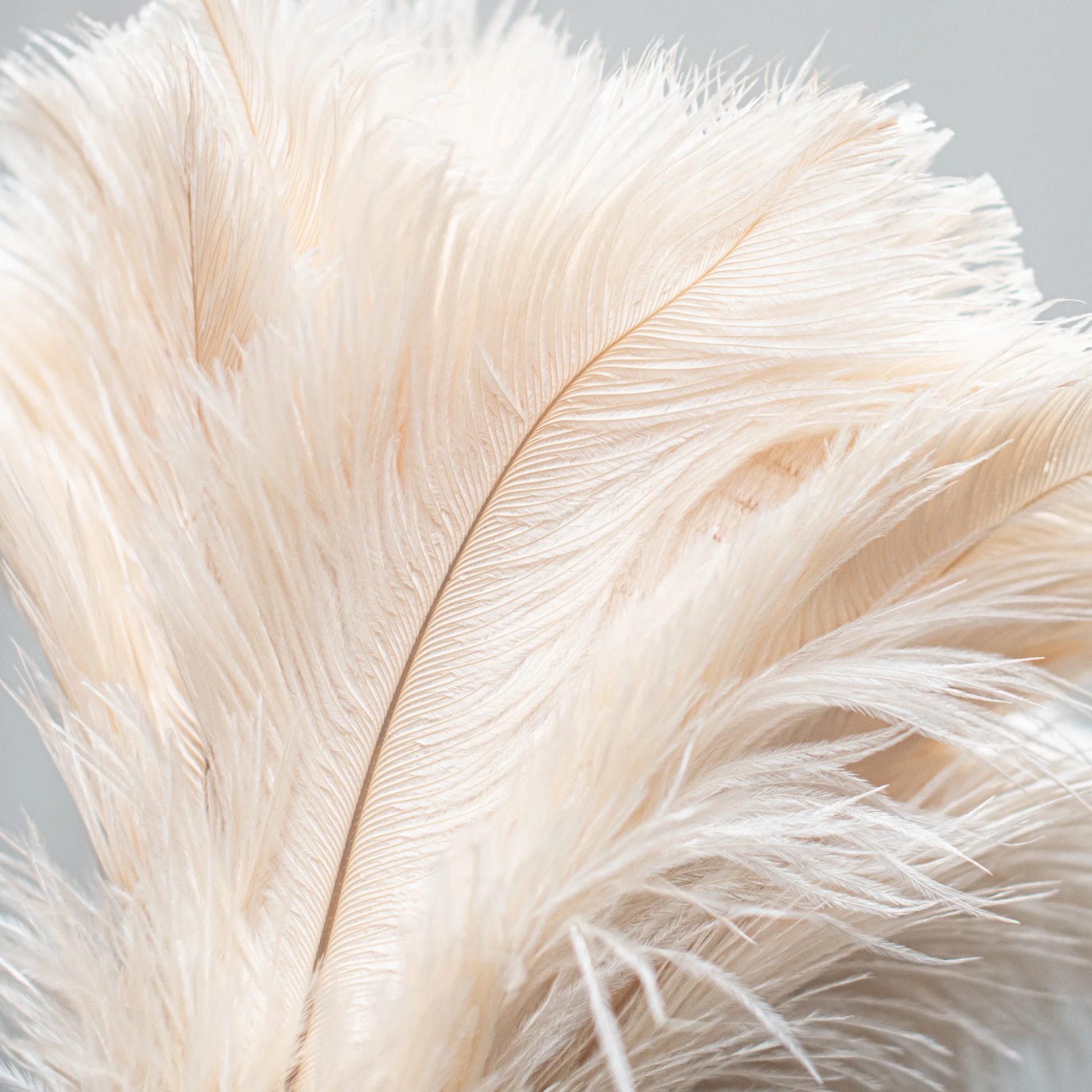 Close up on the feather of Fathom Ostrich Feather Duster 35cm Cream soft natural feather duster for careful and gentle dusting.