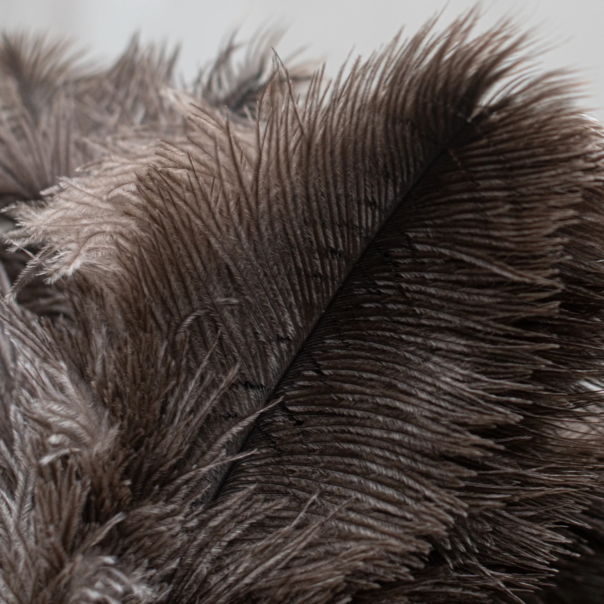 Close up on the feather of Fathom Ostrich Feather Duster 35cm Natural soft natural feather duster for careful and gentle dusting.