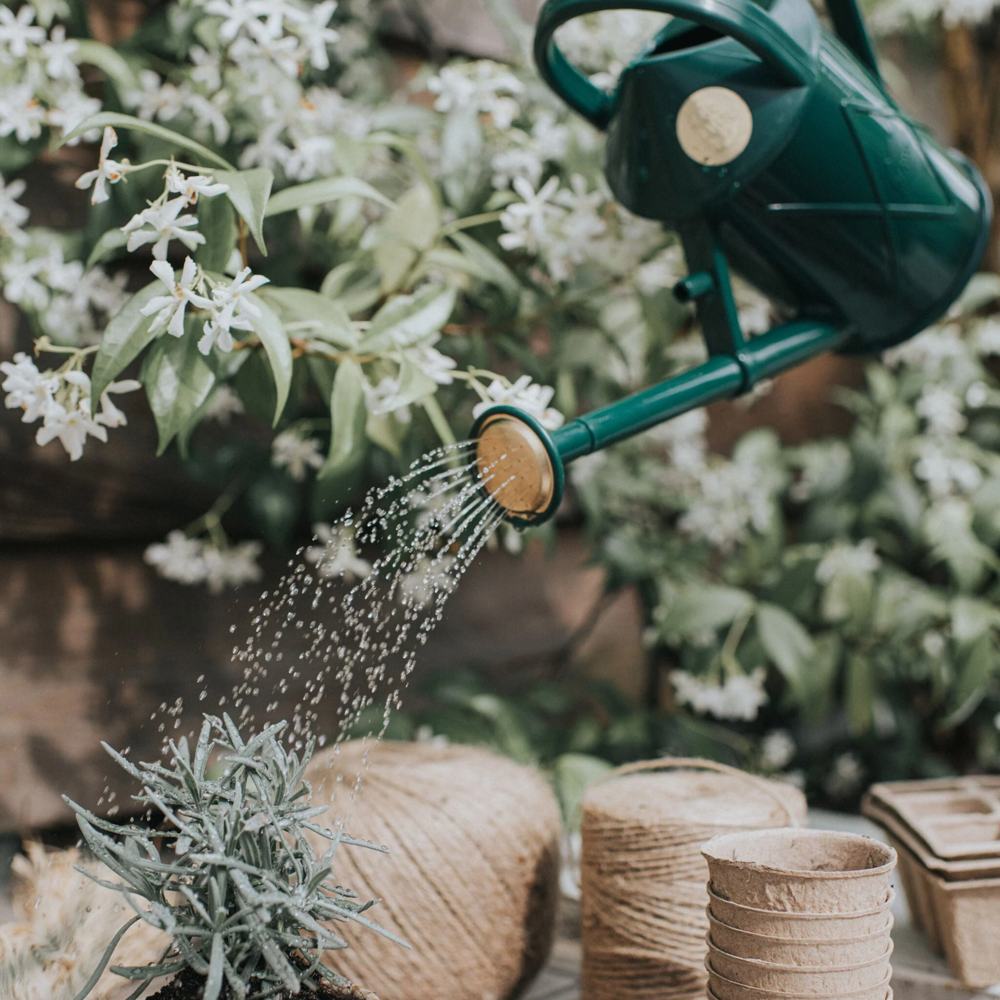 Watering the plant using the rose from Haws Watering Can Bartley Burbler Two Pint Green, an indoor watering can that has the traditional can shape and with removable rose for direct stream and fine spray.