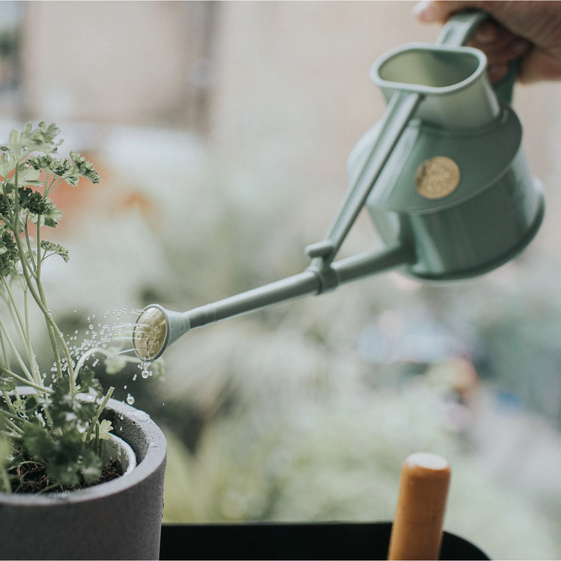 Watering indoor plant using the fine spray from the rose from Haws Watering Can Langley Sprinkler One Pint Sage, a small plastic indoor long reach watering can with a removable rose that gives two modes which is for direct stream and extra fine spray.