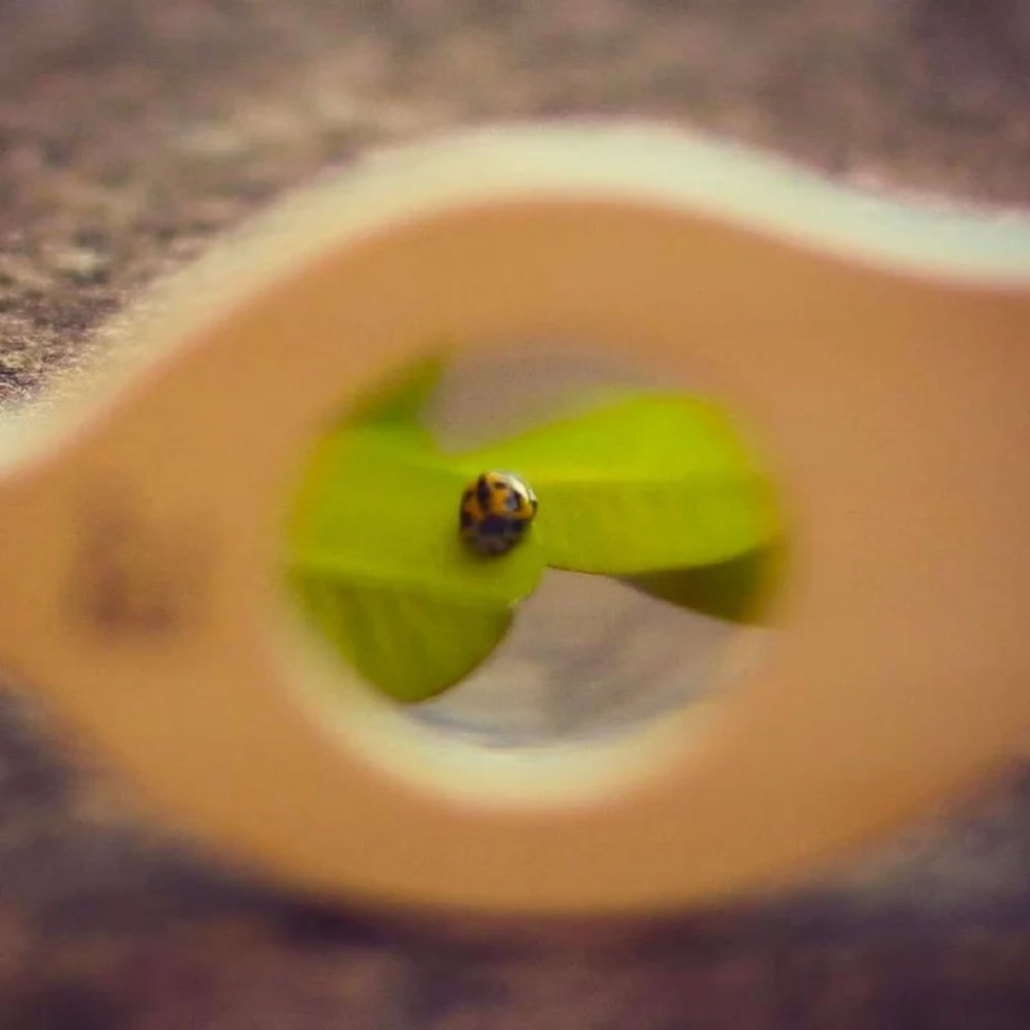 Magnifying a bug using Make Me Iconic Leaf Magnify Glass - Green wooden magnifying toy for kids, made from sturdy wood with a safe plastic lens and carry loop for outdoor exploration.