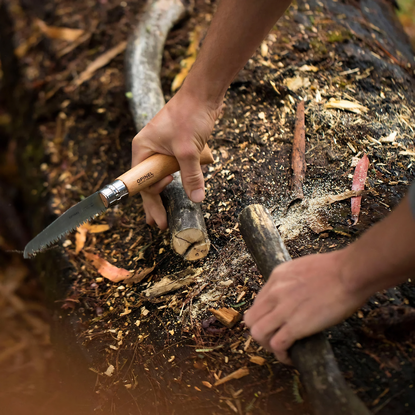 Opinel Traditional Folding Saw No12 Stainless Steel Beech with 12 cm blade, diameter of up to 8cm and sharp teeth, seen being used to cut twigs.