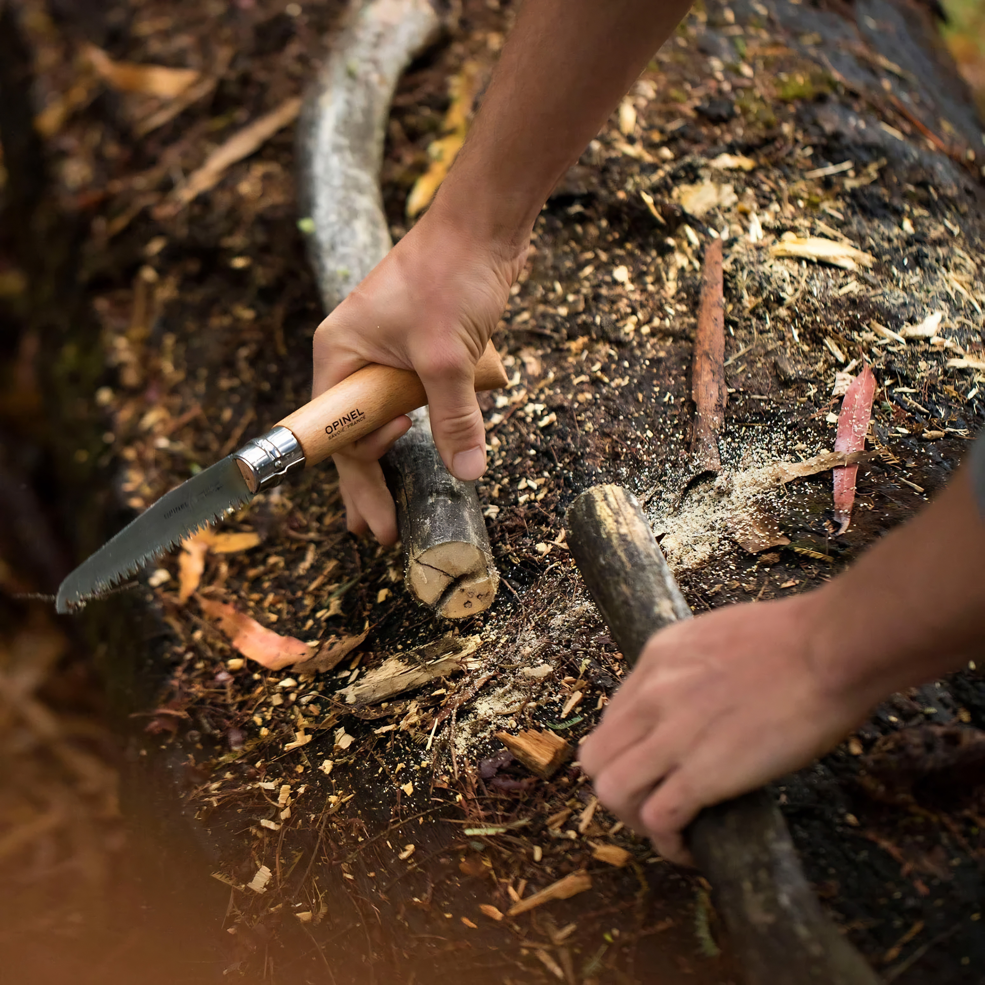 Opinel Traditional Folding Saw No12 Stainless Steel Beech with 12 cm blade, diameter of up to 8cm and sharp teeth, seen being used to cut twigs.