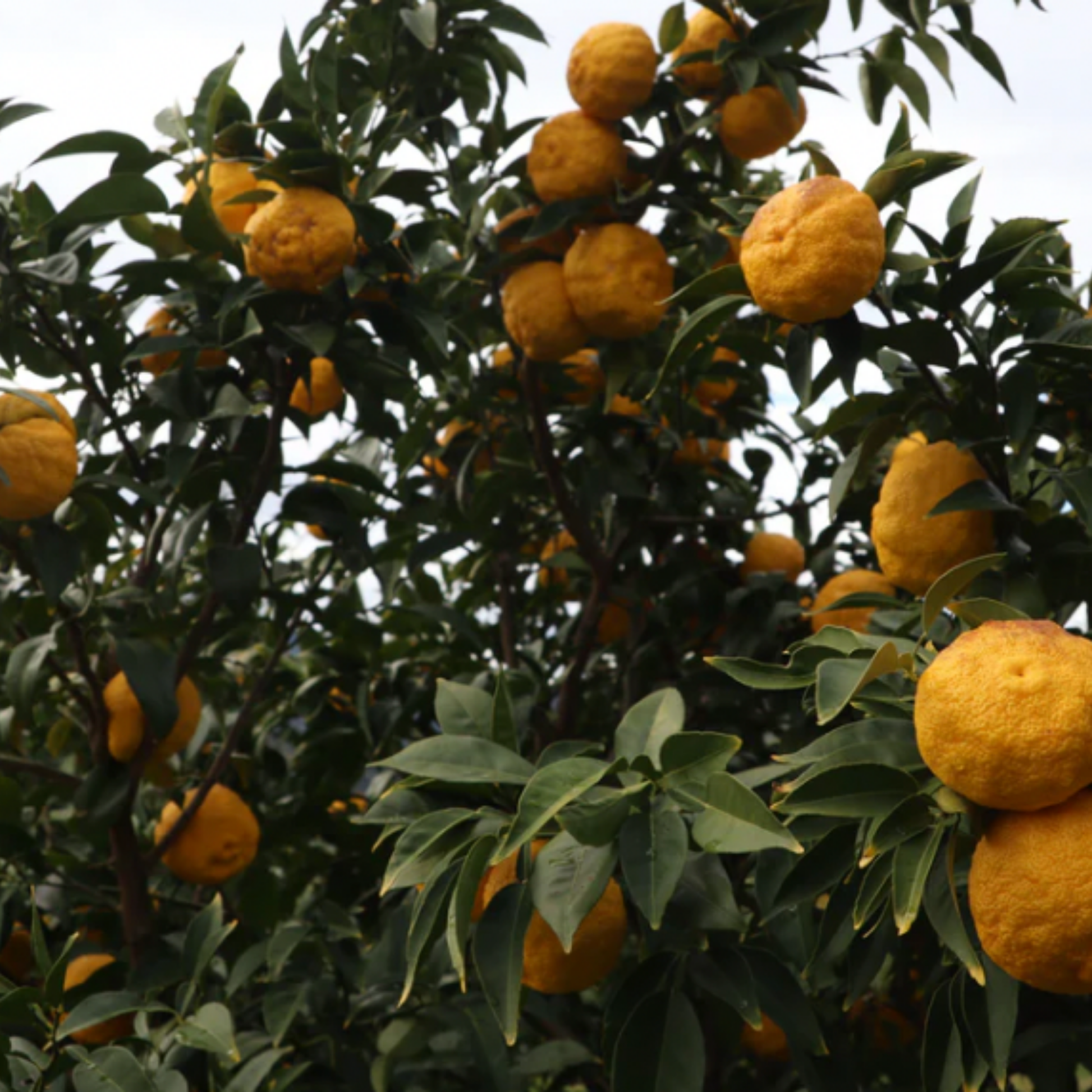Close up of yuzu tree with fruit 