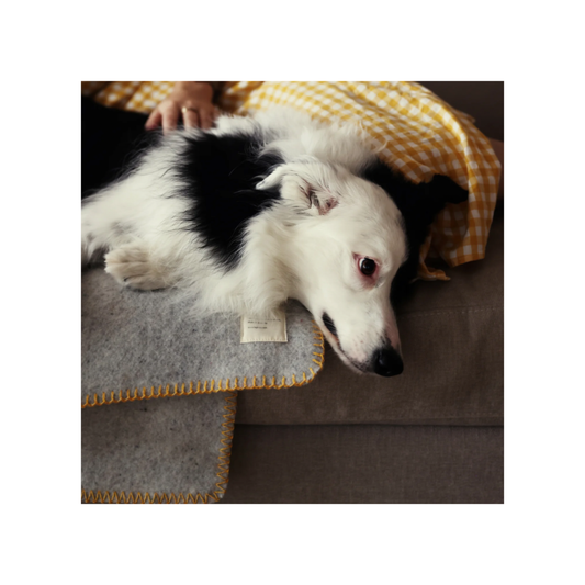 Waverly Mills pet blanket folded
